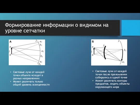 Формирование информации о видимом на уровне сетчатки Световые лучи от каждой точки