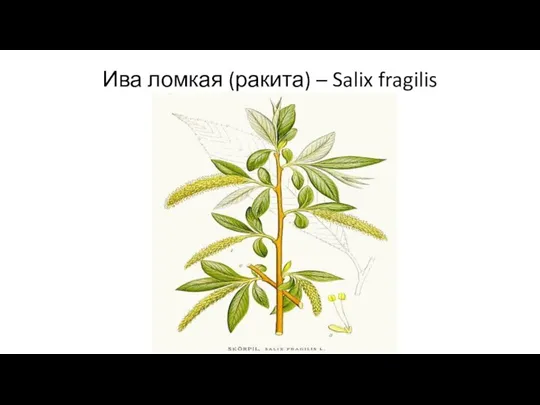 Ива ломкая (ракита) – Salix fragilis