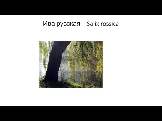 Ива русская – Salix rossica