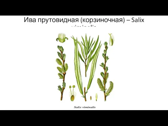 Ива прутовидная (корзиночная) – Salix viminalis
