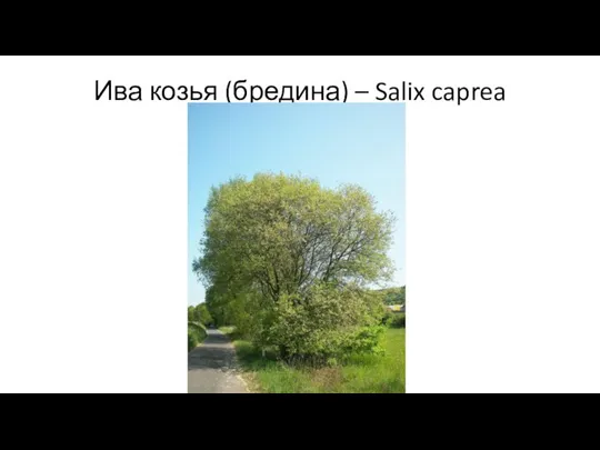 Ива козья (бредина) – Salix caprea