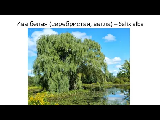 Ива белая (серебристая, ветла) – Salix alba