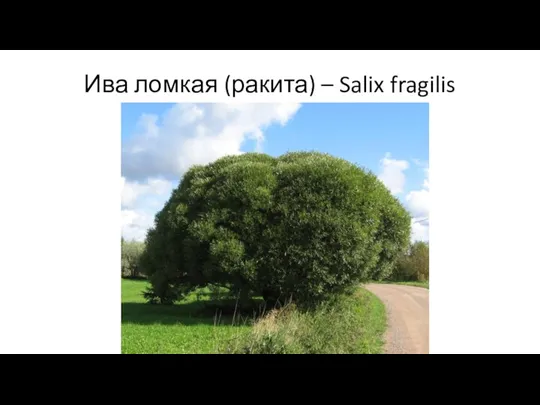 Ива ломкая (ракита) – Salix fragilis