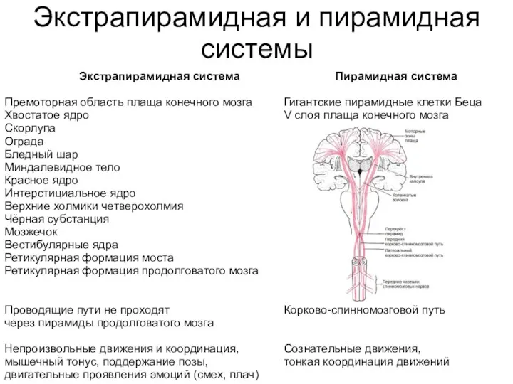 Экстрапирамидная и пирамидная системы Экстрапирамидная система Премоторная область плаща конечного мозга Хвостатое