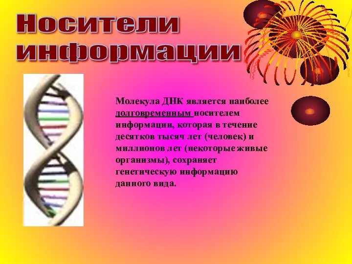 Носители информации Молекула ДНК является наиболее долговременным носителем информации, которая в течение