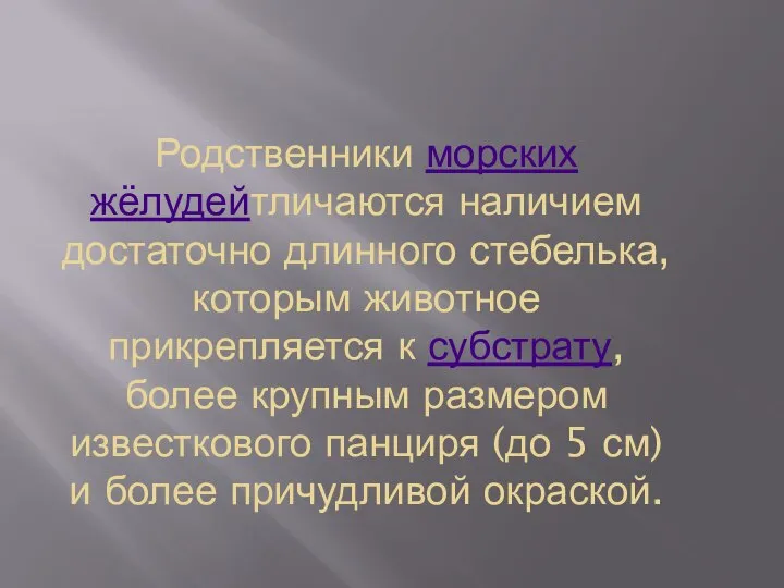 Родственники морских жёлудейтличаются наличием достаточно длинного стебелька, которым животное прикрепляется к субстрату,