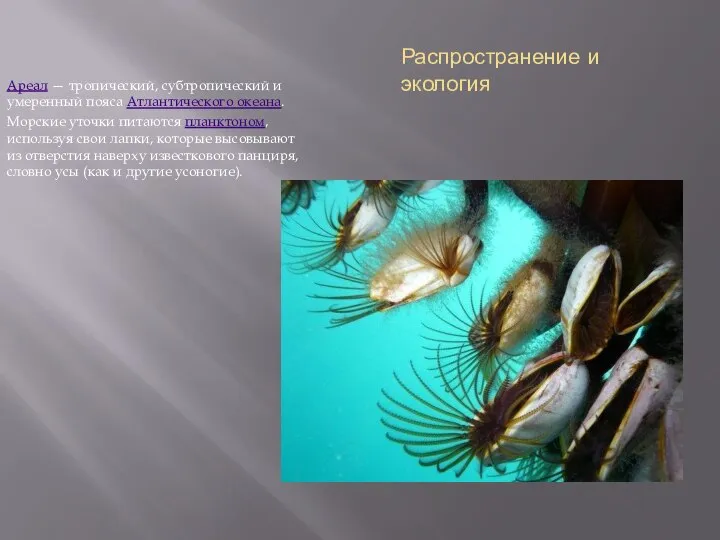 Распространение и экология Ареал — тропический, субтропический и умеренный пояса Атлантического океана.