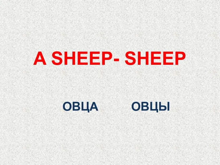 ОВЦА A SHEEP- SHEEP ОВЦЫ