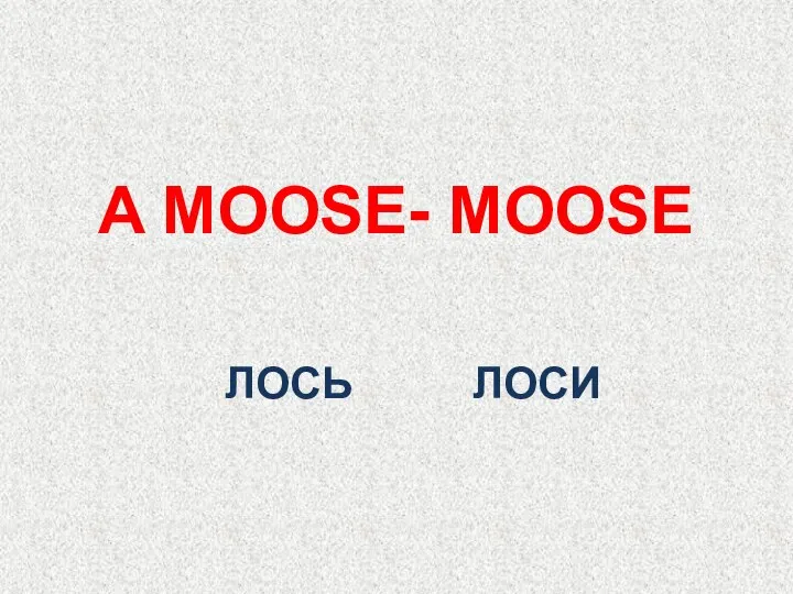 ЛОСЬ A MOOSE- MOOSE ЛОСИ