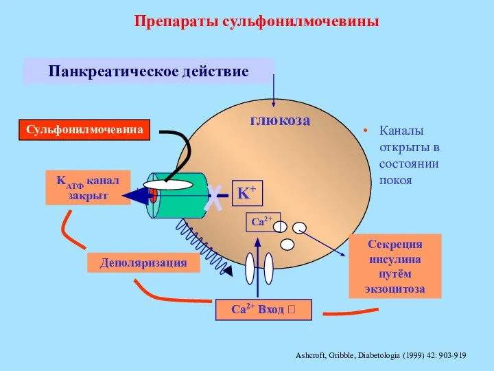 Панкреатическое действие Секреция инсулина путём экзоцитоза Деполяризация KАТФ канал закрыт Каналы открыты