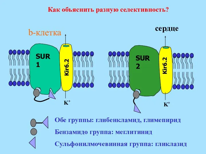 Как объяснить разную селективность? Обе группы: глибенкламид, глимепирид Kir6.2 K+ SUR1 Бензамидо
