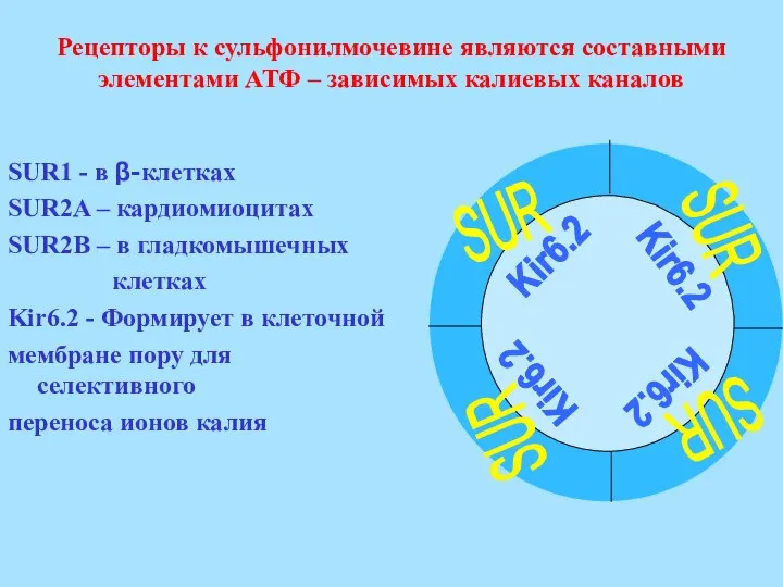 Рецепторы к сульфонилмочевине являются составными элементами АТФ – зависимых калиевых каналов SUR1