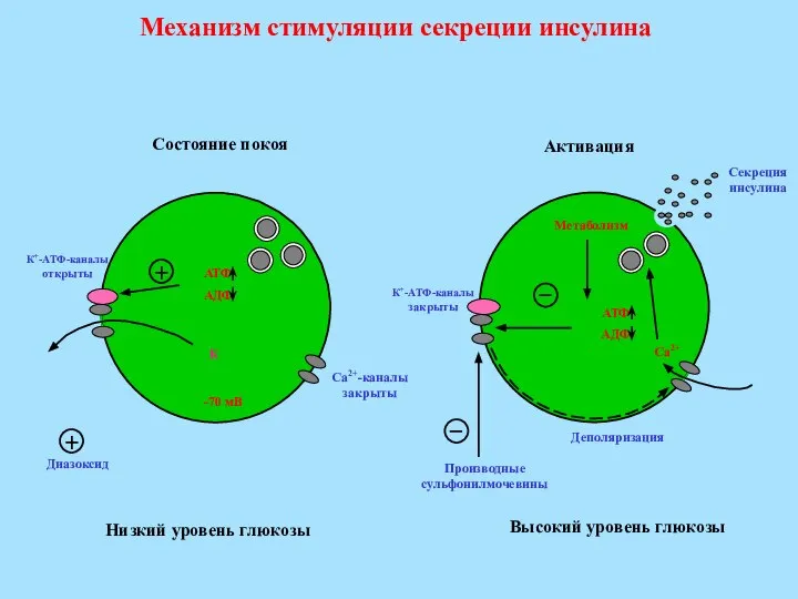 Механизм стимуляции секреции инсулина АТФ АДФ К -70 мВ АТФ АДФ Метаболизм