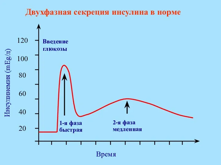 Двухфазная секреция инсулина в норме 1-я фаза быстрая 2-я фаза медленная