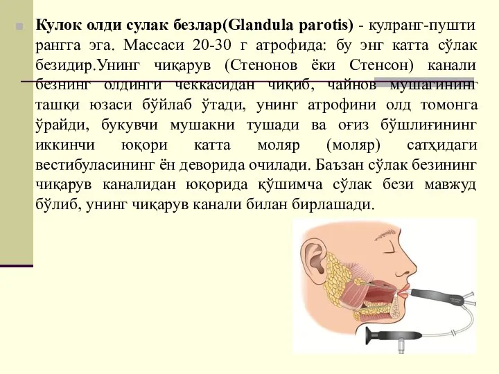 Кулок олди сулак безлар(Glandula parotis) - кулранг-пушти рангга эга. Массаси 20-30 г