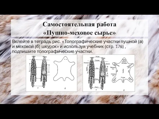 Самостоятельная работа «Пушно-меховое сырье» Вклейте в тетрадь рис. «Топографические участки пушной (а)