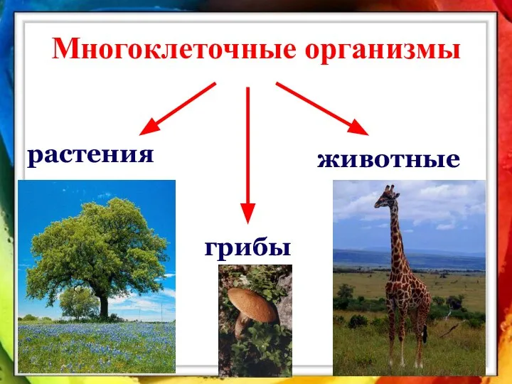 Многоклеточные организмы животные растения грибы