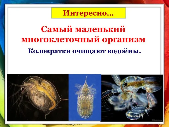 Самый маленький многоклеточный организм Коловратки очищают водоёмы. Интересно…