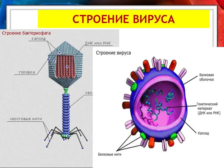 СТРОЕНИЕ ВИРУСА Строение бактериофага