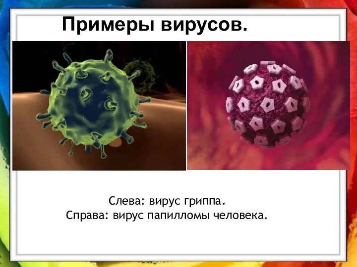 Слева: вирус гриппа. Справа: вирус папилломы человека. Примеры вирусов.