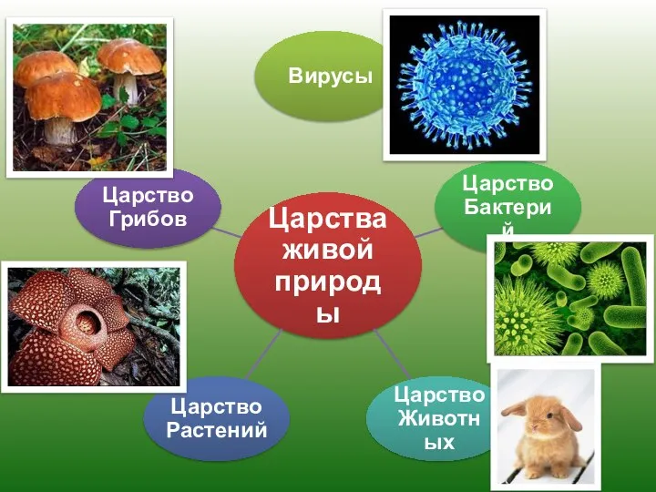 Царства живой природы Вирусы Царство Бактерий Царство Животных Царство Растений Царство Грибов