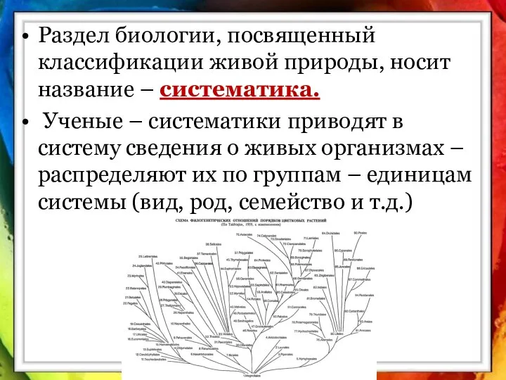 Раздел биологии, посвященный классификации живой природы, носит название – систематика. Ученые –