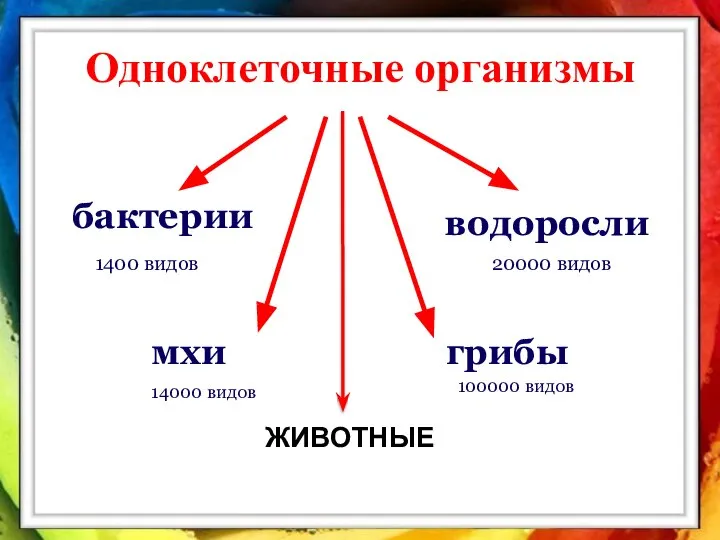 Одноклеточные организмы бактерии водоросли мхи грибы 1400 видов 20000 видов 100000 видов 14000 видов ЖИВОТНЫЕ