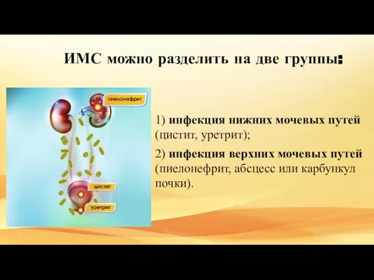 ИМС можно разделить на две группы: 1) инфекция нижних мочевых путей (цистит,