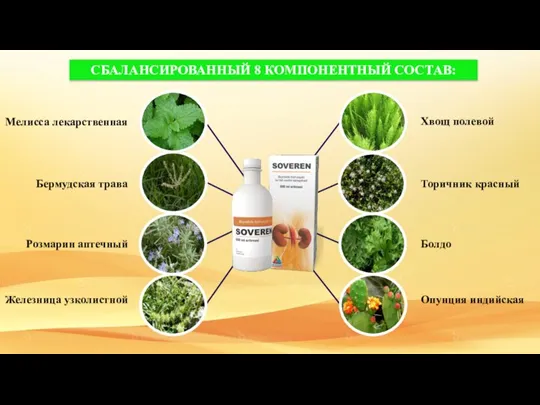 СБАЛАНСИРОВАННЫЙ 8 КОМПОНЕНТНЫЙ СОСТАВ: Торичник красный Болдо Опунция индийская Хвощ полевой Железница