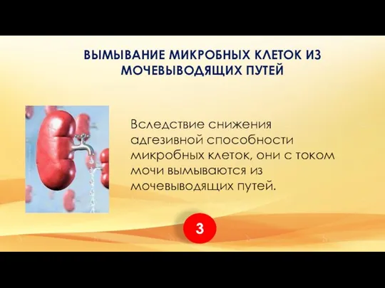 Вследствие снижения адгезивной способности микробных клеток, они с током мочи вымываются из