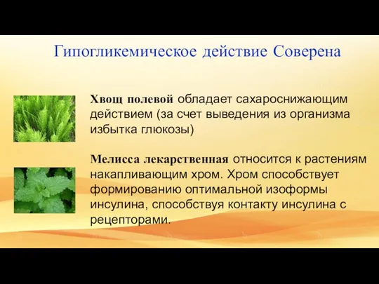 Хвощ полевой обладает сахароснижающим действием (за счет выведения из организма избытка глюкозы)