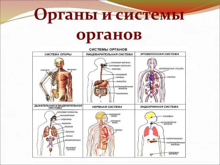 Органы и системы органов