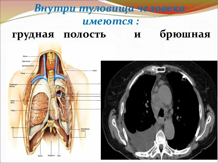 Внутри туловища человека имеются : грудная полость и брюшная полости