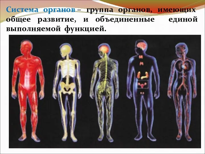 Система органов – группа органов, имеющих общее развитие, и объединенные единой выполняемой функцией.