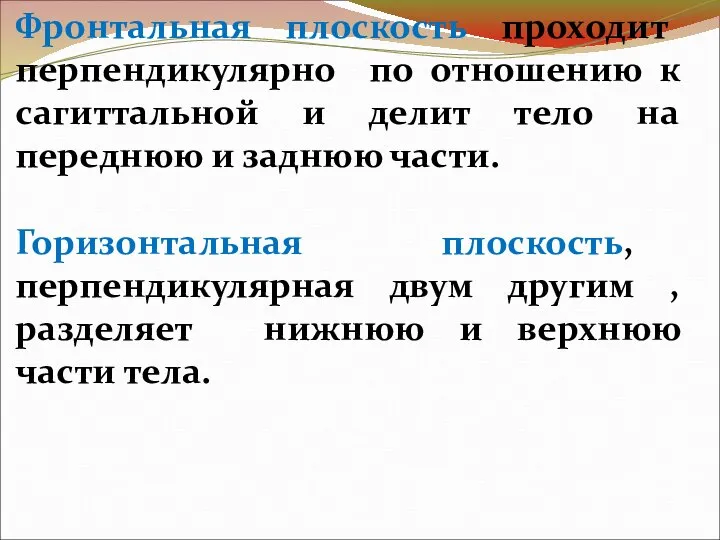 Фронтальная плоскость проходит перпендикулярно по отношению к сагиттальной и делит тело на