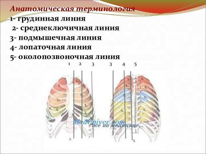 Анатомическая терминология 1- грудинная линия 2- среднеключичная линия 3- подмышечная линия 4-