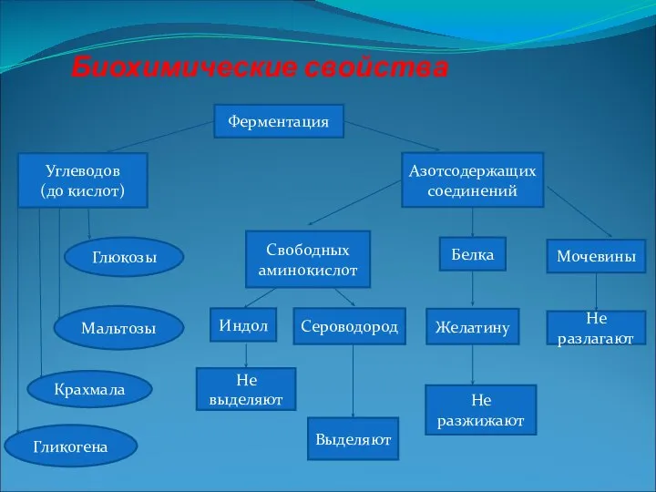 Биохимические свойства Ферментация Углеводов (до кислот) Индол Выделяют Не разжижают Не разлагают