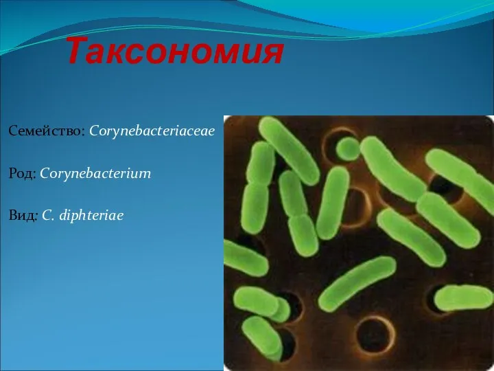 Таксономия Семейство: Сorynebacteriaceae Род: Сorynebacterium Вид: C. diphteriae