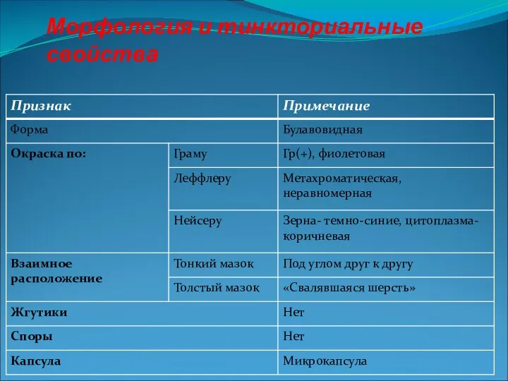 Морфология и тинкториальные свойства