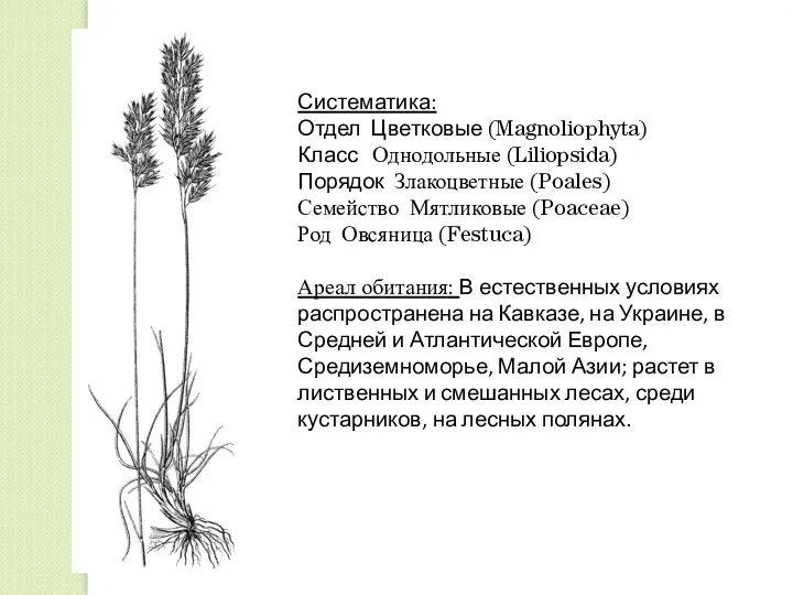 Систематика: Отдел Цветковые (Magnoliophyta) Класс Однодольные (Liliopsida) Порядок Злакоцветные (Poales) Семейство Мятликовые