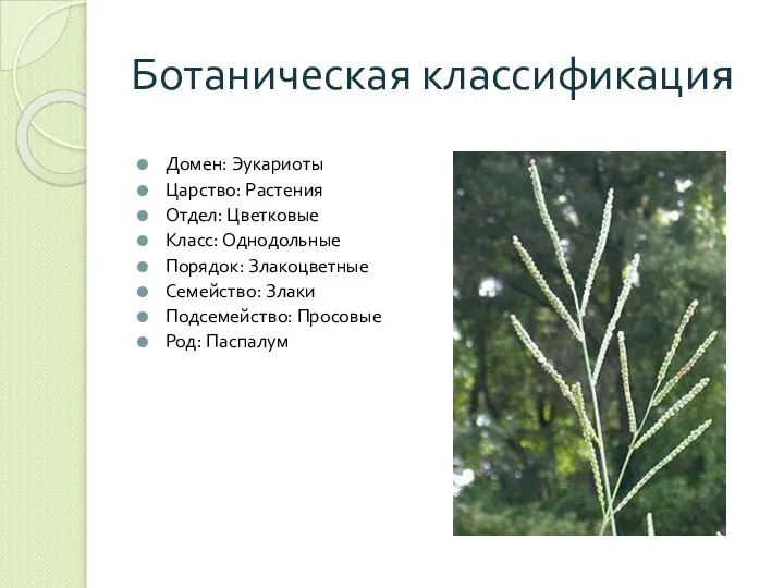 Ботаническая классификация Домен: Эукариоты Царство: Растения Отдел: Цветковые Класс: Однодольные Порядок: Злакоцветные