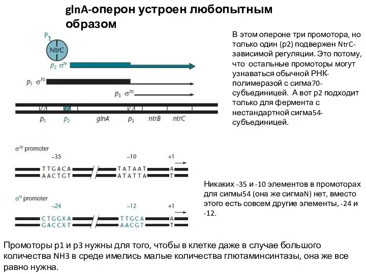 glnA-оперон устроен любопытным образом В этом опероне три промотора, но только один