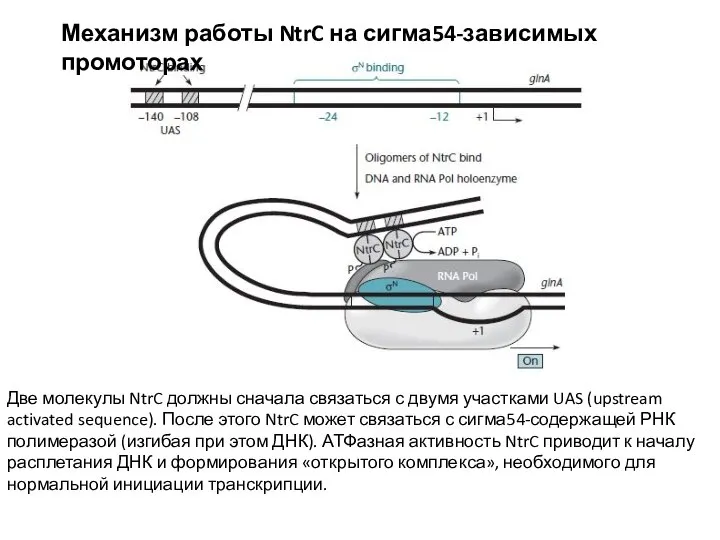 Механизм работы NtrC на сигма54-зависимых промоторах Две молекулы NtrC должны сначала связаться
