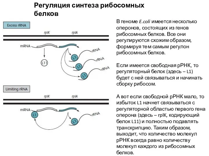 Регуляция синтеза рибосомных белков В геноме E.coli имеется несколько оперонов, состоящих из