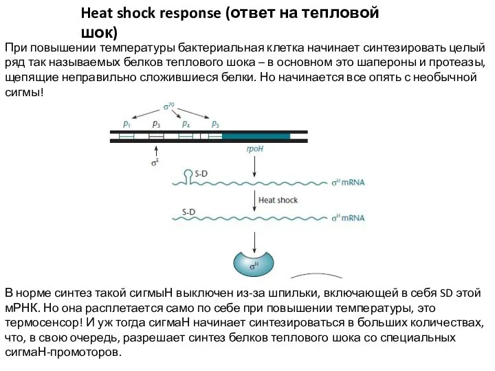 Heat shock response (ответ на тепловой шок) При повышении температуры бактериальная клетка