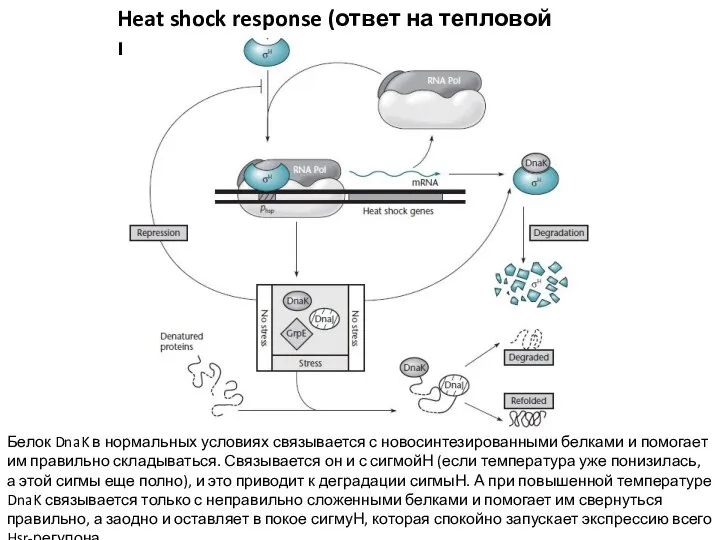 Heat shock response (ответ на тепловой шок) Белок DnaK в нормальных условиях