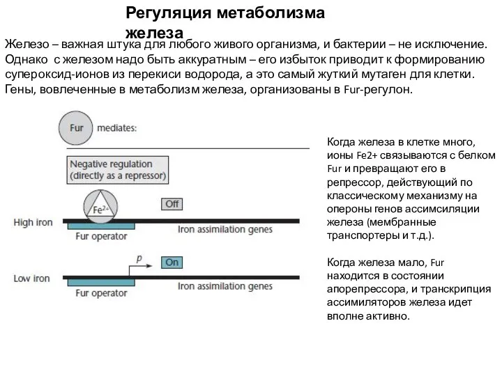 Регуляция метаболизма железа Железо – важная штука для любого живого организма, и