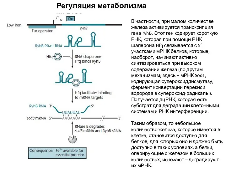 Регуляция метаболизма железа В частности, при малом количестве железа активируется транскрипция гена