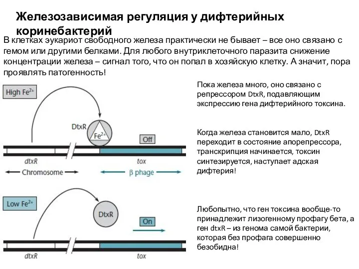 Железозависимая регуляция у дифтерийных коринебактерий В клетках эукариот свободного железа практически не