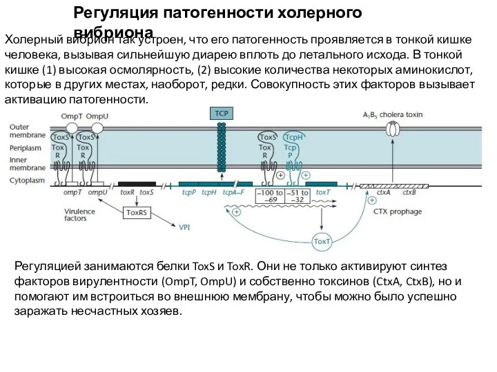 Регуляция патогенности холерного вибриона Холерный вибрион так устроен, что его патогенность проявляется